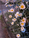 Daisies on the way home.