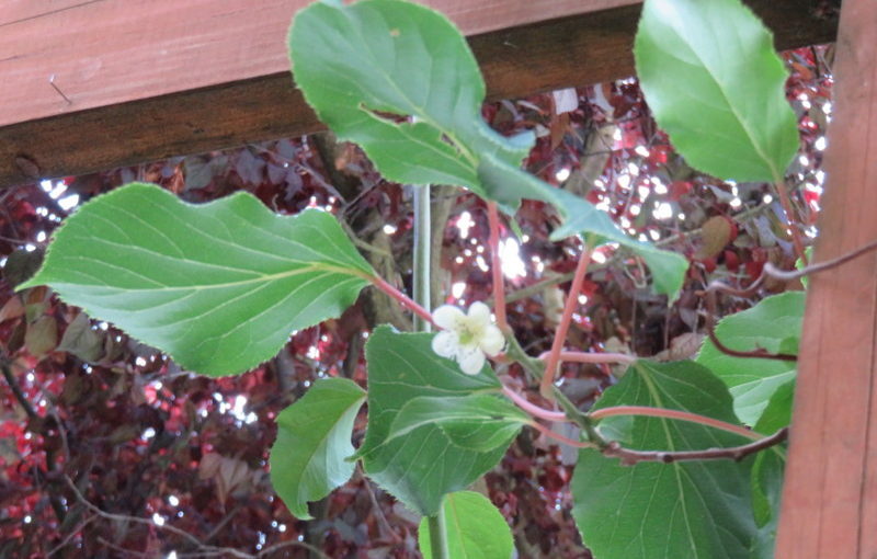 Hardy kiwi flowering!