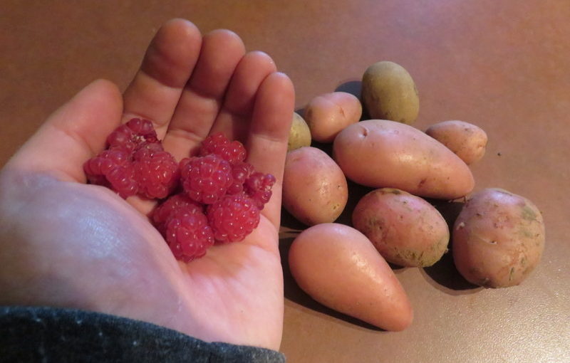 First raspberries