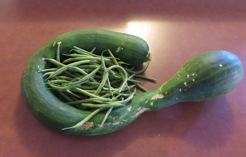 Zucchini and, oh yes, green beans.