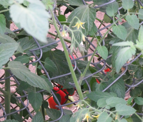 Volunteer tomatoes