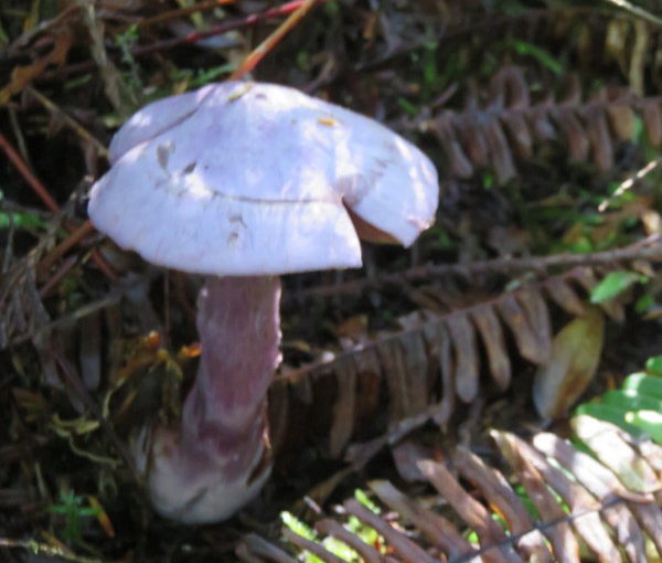 Olympic Peninsula Vacation: Ozette Triangle