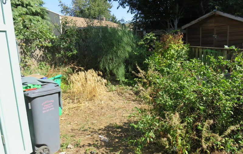 Orange Door Project: Side Yard rehab