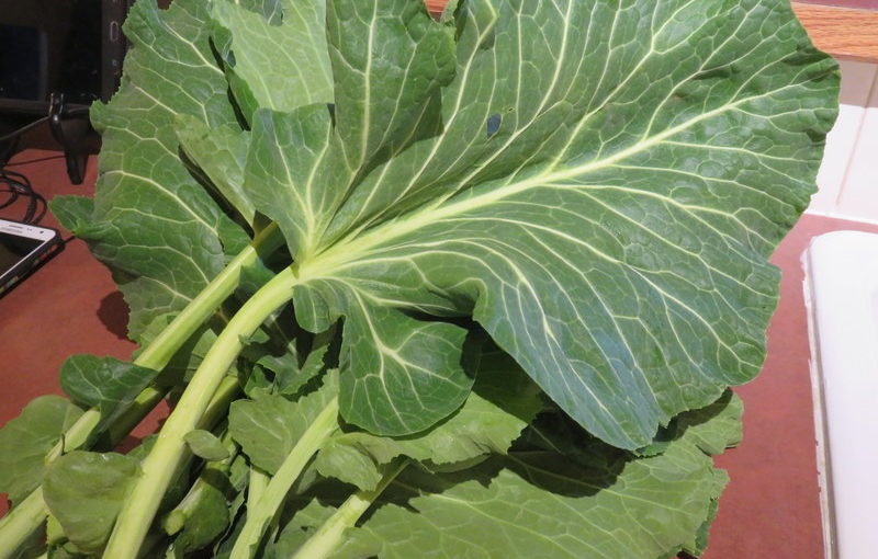 Collards!  For free!