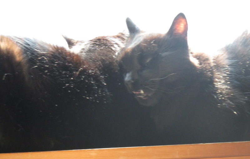 Cats in windowsill