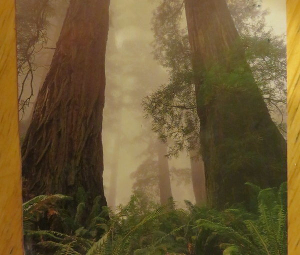 SKS Postcard: Costal Redwoods