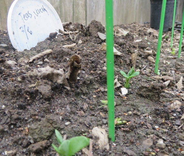 Tree Collards Flourishing, Peas Popping Up