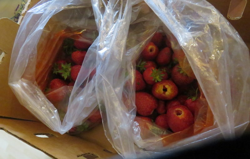 Strawberry Harvest