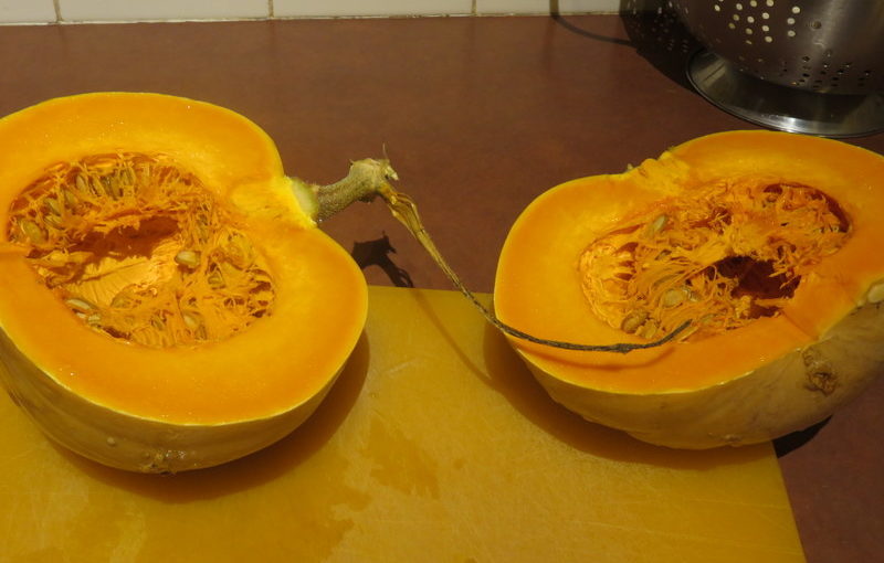 I Grew This Squash