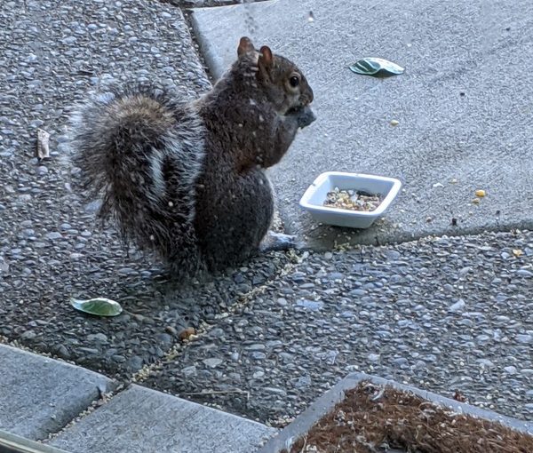 The Birdseed Has Been Found