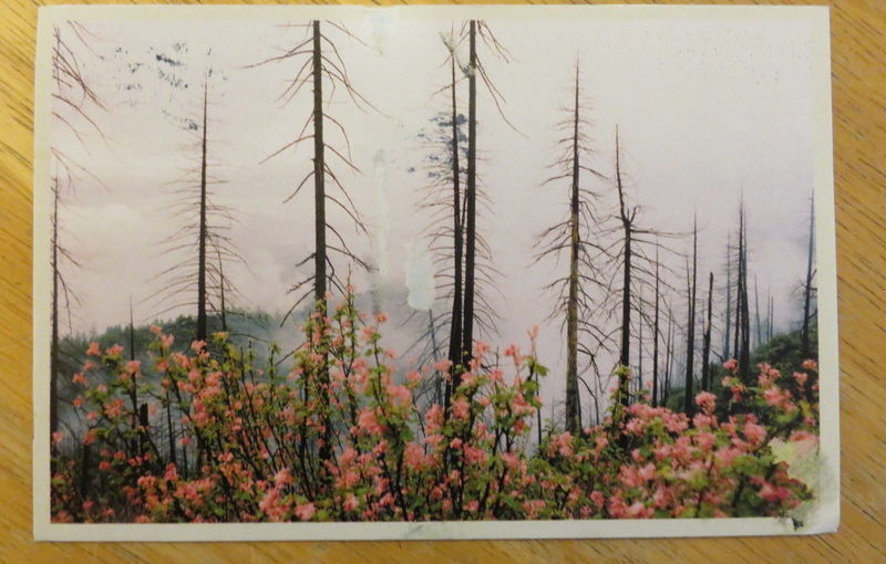 SKS Postcards: Los Bagels and Flowering Red Currant
