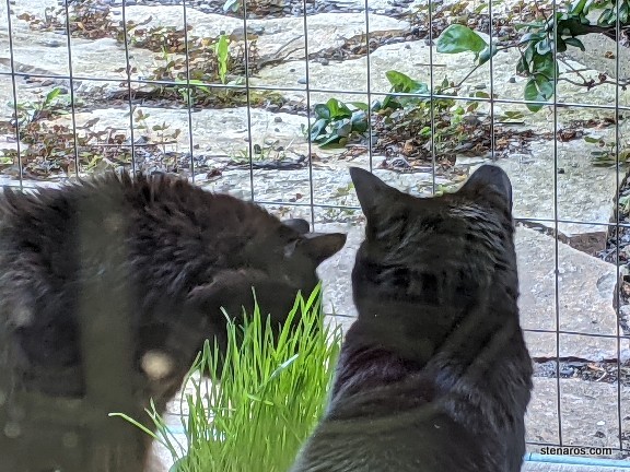 Cats, Catio, Cat Grass