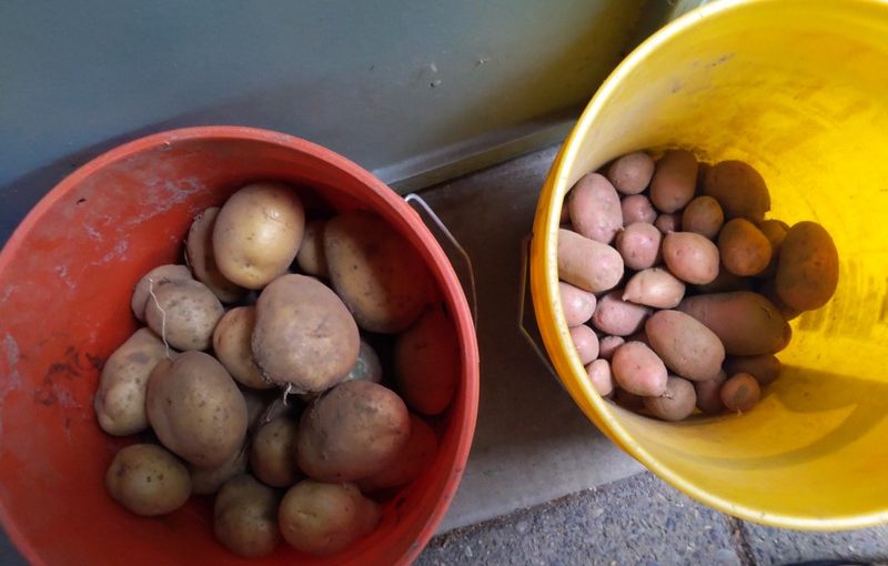 Potato Harvest