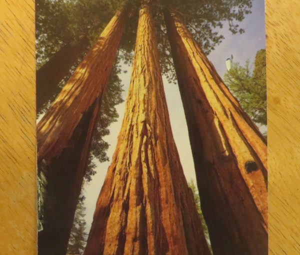 SKS: Redwoods
