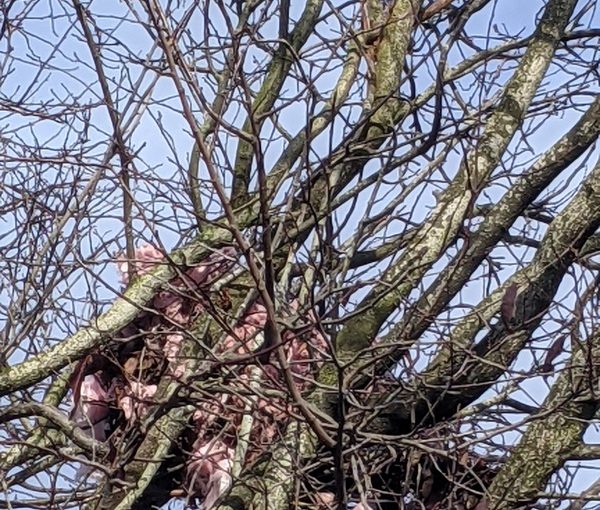 Pink Squirrel Nest