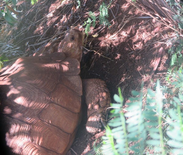 Makauwahi Cave Reserve Tortoises