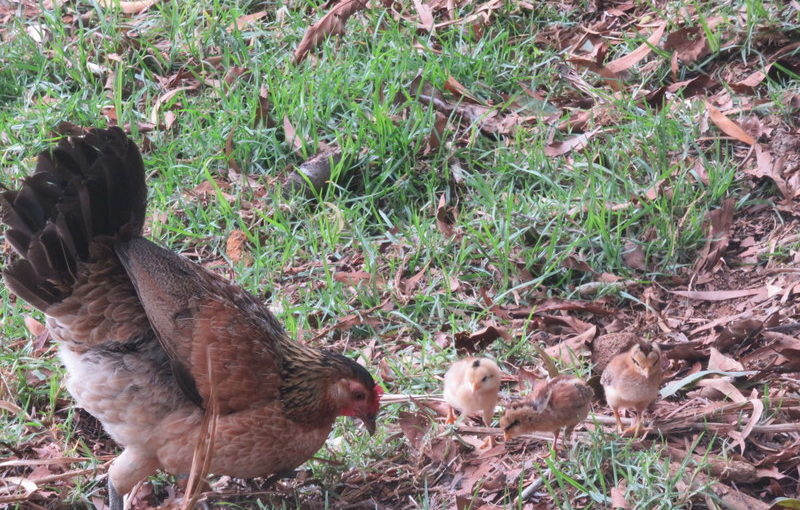 Kauai Chickens!