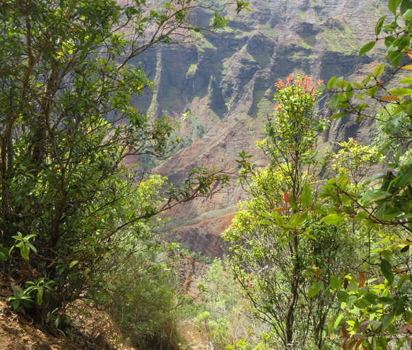 Waimea Canyon Trail to Waipo’o Falls