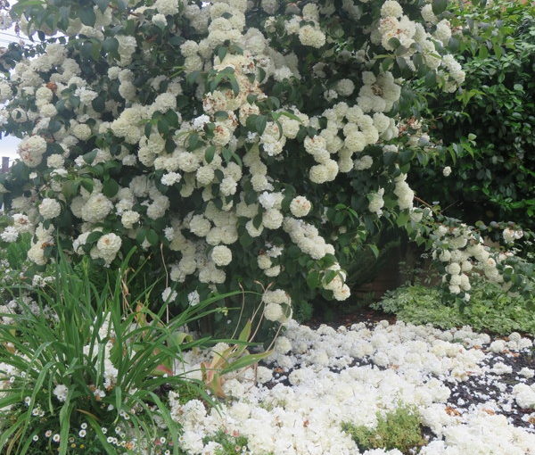 Snowball Bushes Like Cold and Rainy Weather