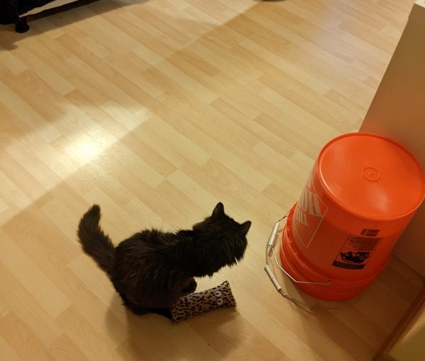 New Toys for the Cats