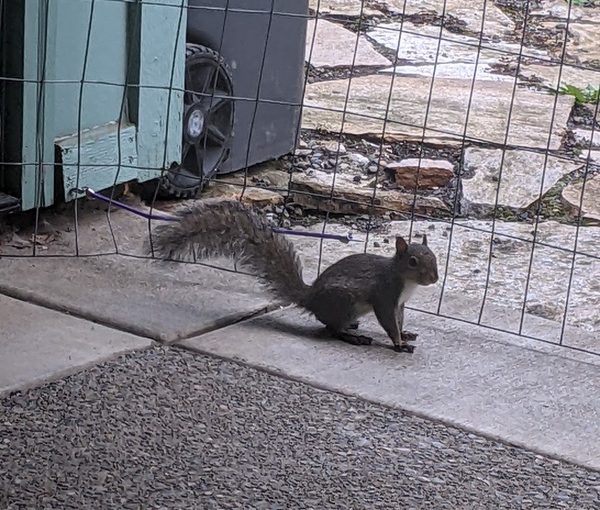 So Tiny He Subverts the Fence