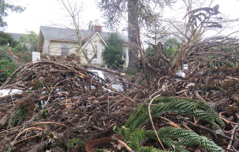 Monkey Puzzle Tree Has Fallen