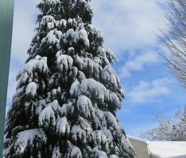 More Pictures of February Snow